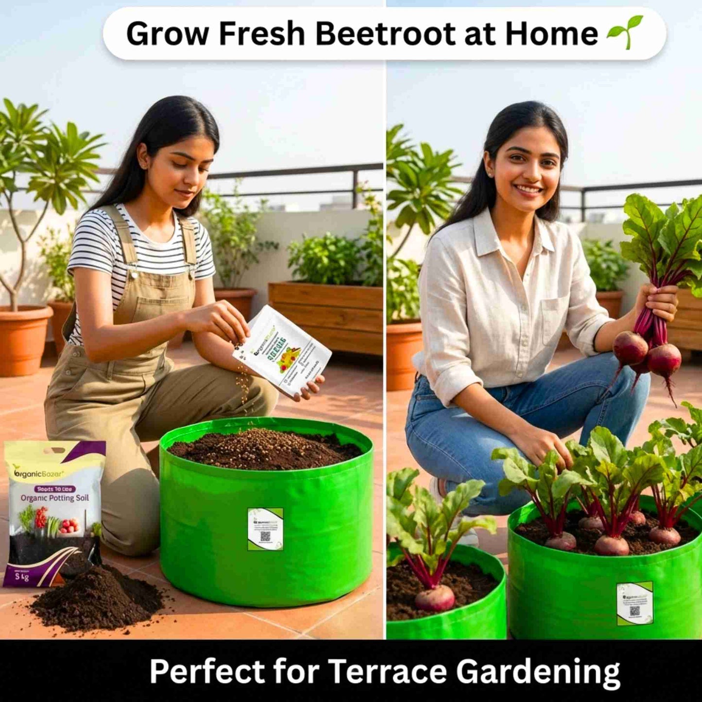 Beetroot (chukandar) Seeds - 150 Seeds (चुकंदर के बीज)