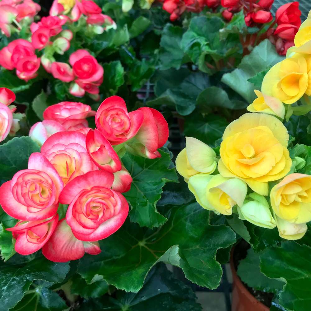 Begonia Mixed Color Flower Bulbs (05 Bulbs) Mixed Color Blooms for Balcony/ Terrace Gardening
