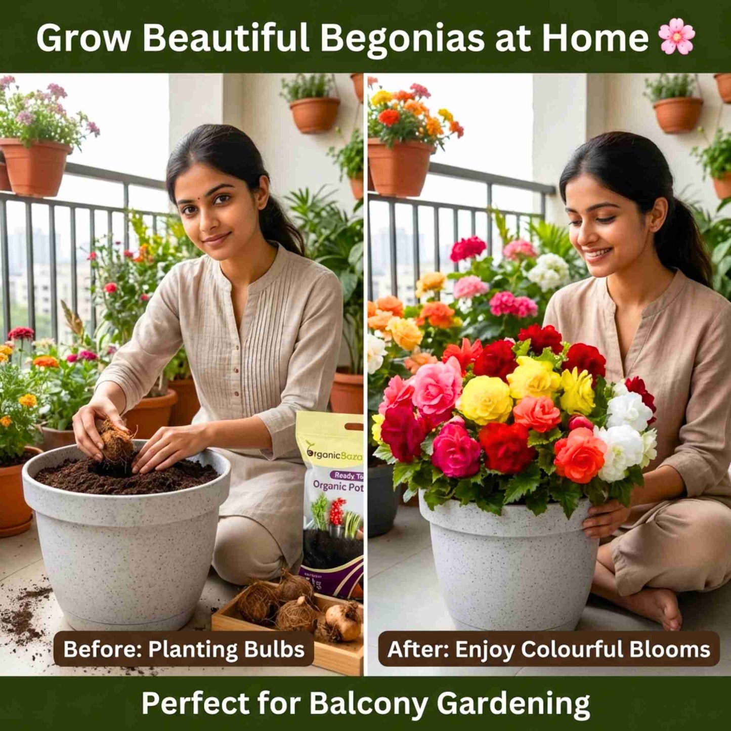 Begonia Mixed Color Flower Bulbs (05 Bulbs) Mixed Color Blooms for Balcony/ Terrace Gardening