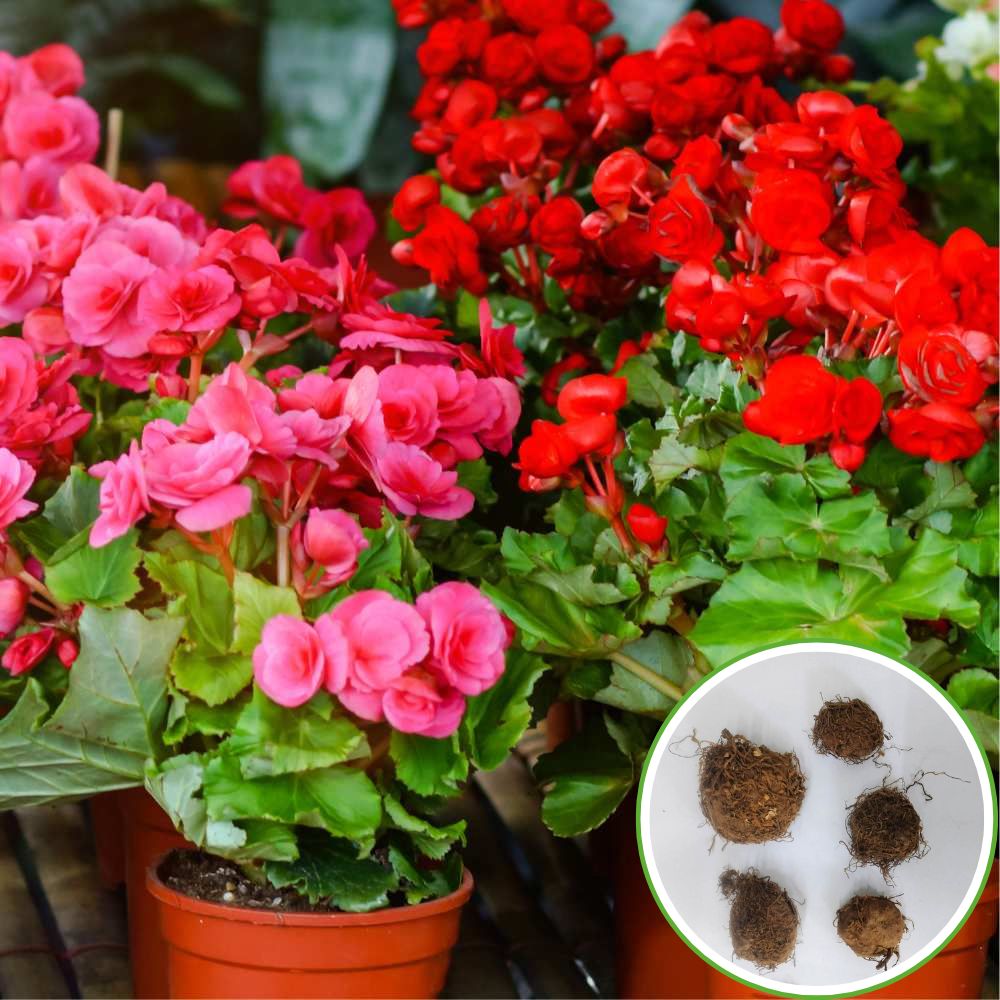 Begonia Mixed Color Flower Bulbs (05 Bulbs) Mixed Color Blooms for Balcony/ Terrace Gardening
