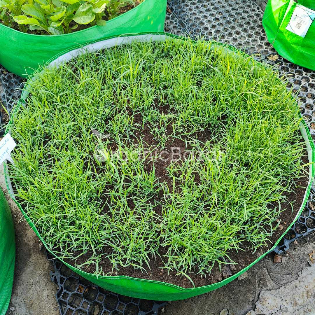 American Bermuda Grass Seeds For Lawn Garden (50g)