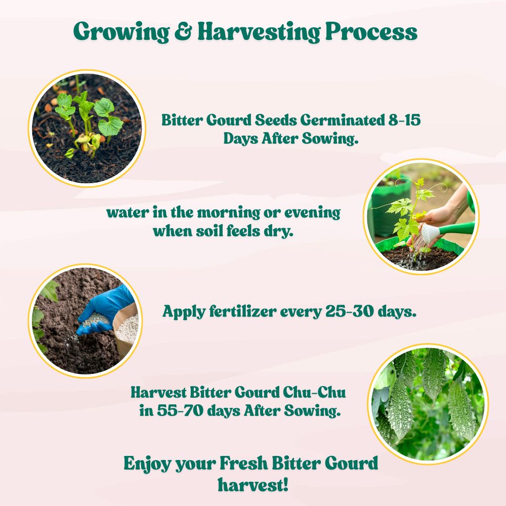 Bitter Gourd Chu-Chu Seeds - 12 Seeds (Karela/ करेला के बीज) Easy To grow, High Germination, High Yield Karela Seeds for Home Gardening