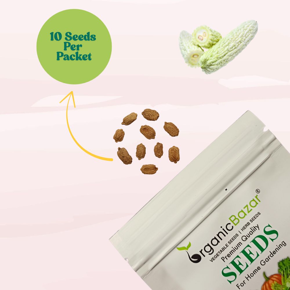 Bitter Gourd White Long Seeds - 10 Seeds (White Karela/ सफ़ेद करेला के बीज) Easy To grow, High Germination, High Yield Karela Seeds for Home Gardening