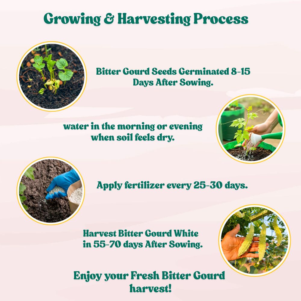 Bitter Gourd White Long Seeds - 10 Seeds (White Karela/ सफ़ेद करेला के बीज) Easy To grow, High Germination, High Yield Karela Seeds for Home Gardening