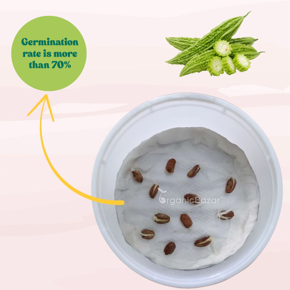 Bitter Gourd Jhalari Seeds - 12 Seeds (karela/करेला के बीज) Easy To grow, High Germination, High Yield Karela Seeds for Home Gardening