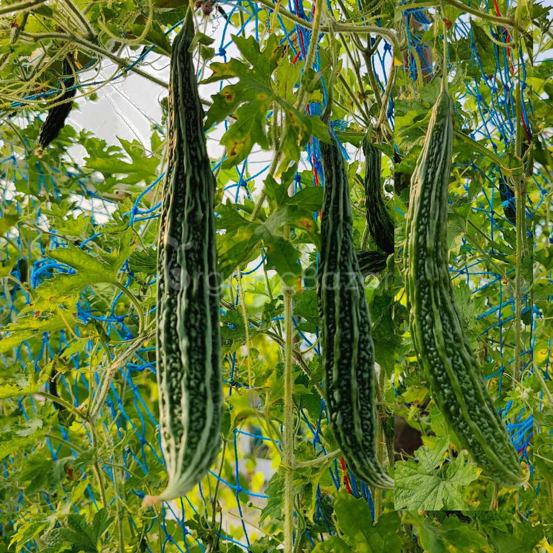 Bitter Gourd Jhalari Seeds - 12 Seeds (karela/करेला के बीज) Easy To grow, High Germination, High Yield Karela Seeds for Home Gardening