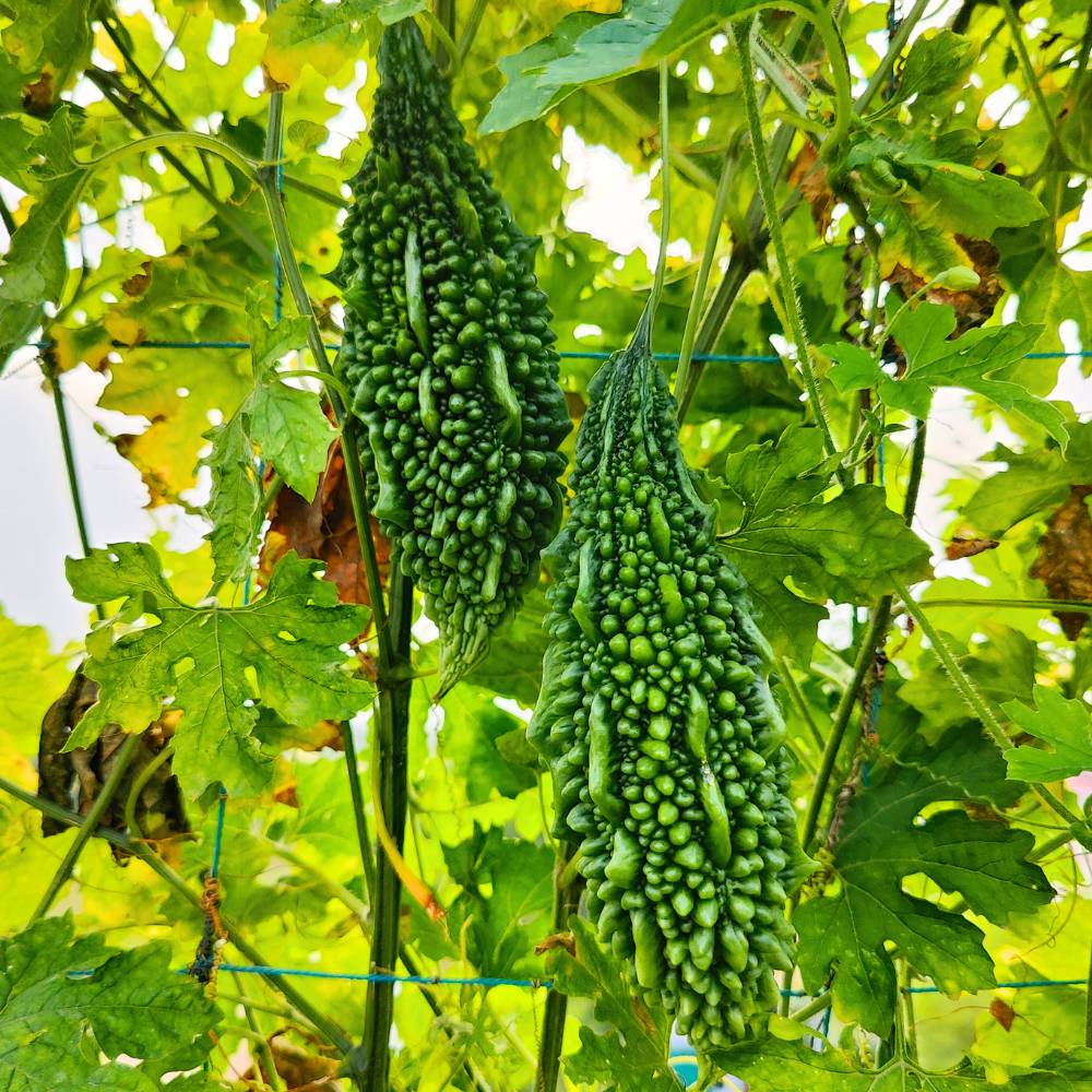 Bitter Gourd (Karela) Seeds Long - 12 Seeds (करेला के बीज) Easy To grow, High Germination, High Yield Karela Seeds for Home Gardening