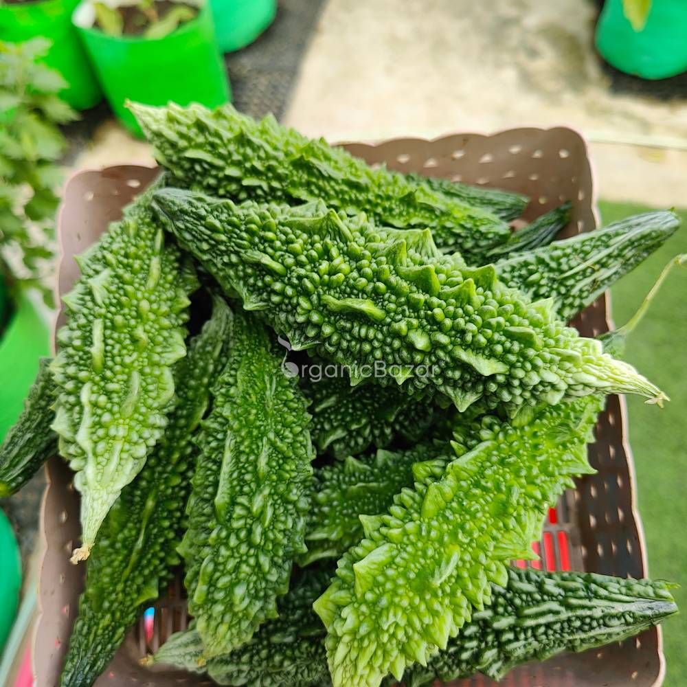 Bitter Gourd (Karela) Seeds Long - 12 Seeds (करेला के बीज) Easy To grow, High Germination, High Yield Karela Seeds for Home Gardening