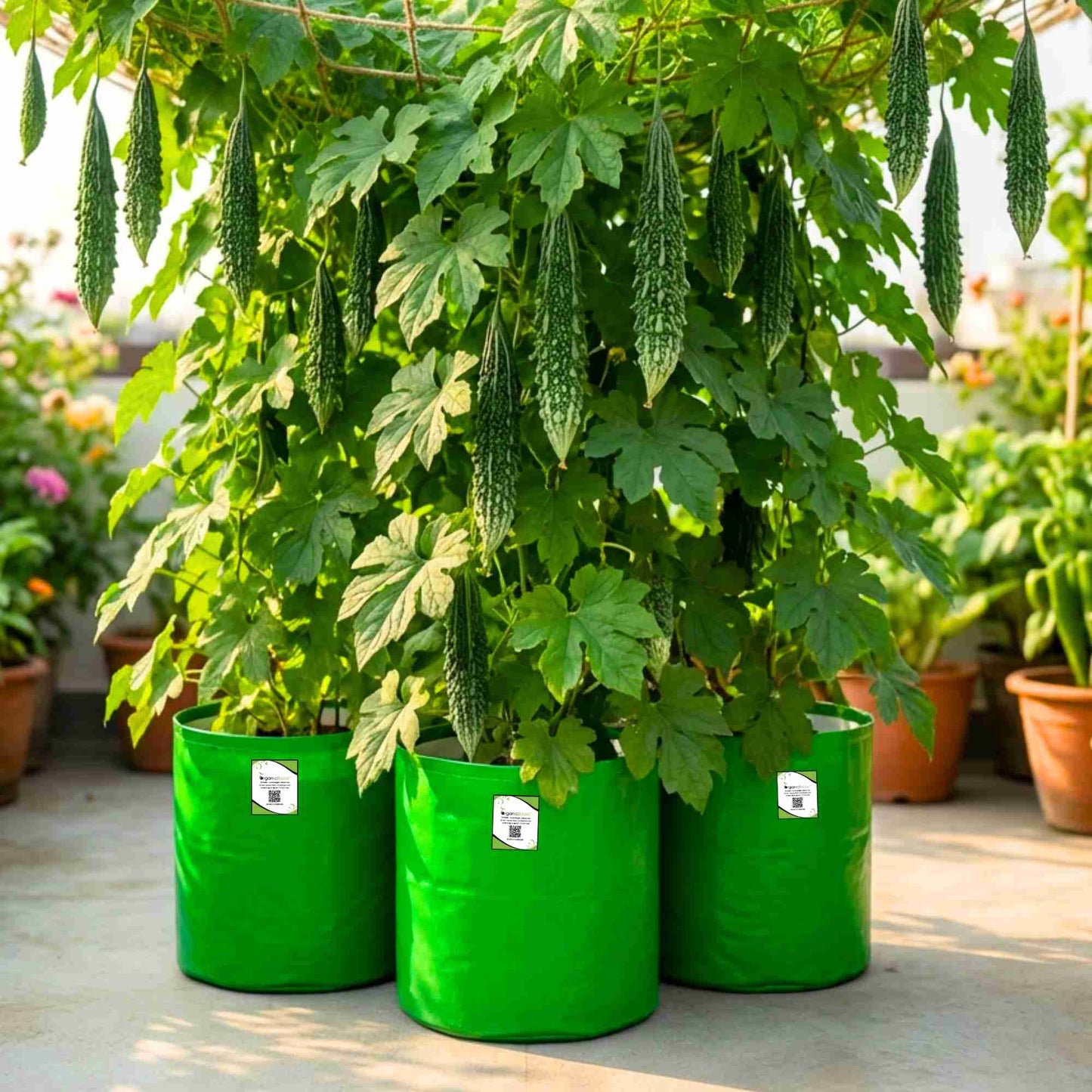 Bitter Gourd (Karela) Seeds Long - 12 Seeds (करेला के बीज) Easy To grow, High Germination, High Yield Karela Seeds for Home Gardening