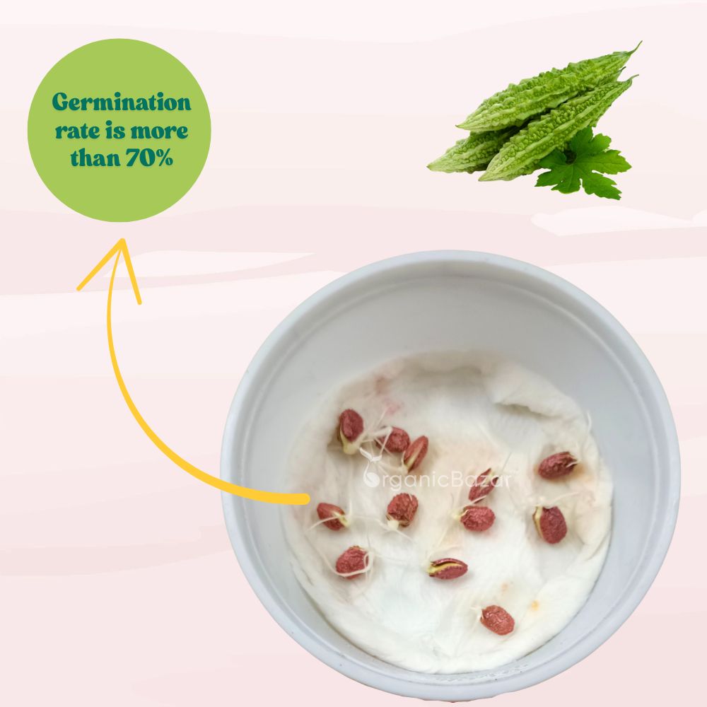 Bitter Gourd (Barahmasi) Seeds - 12 Seeds (karela/करेला के बीज) Easy To grow, High Germination, High Yield Karela Seeds for Home Gardening