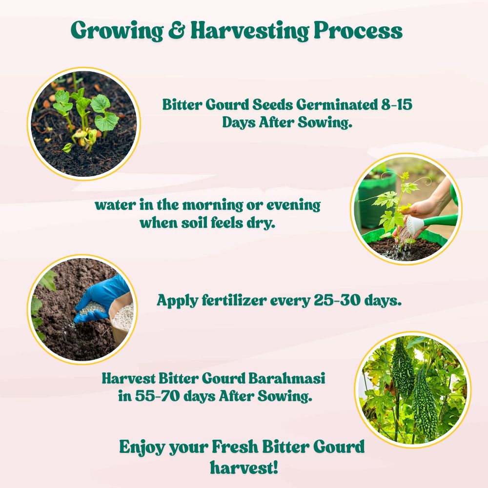 Bitter Gourd (Barahmasi) Seeds - 12 Seeds (karela/करेला के बीज) Easy To grow, High Germination, High Yield Karela Seeds for Home Gardening