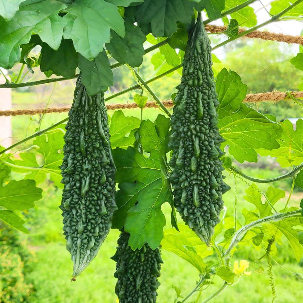 Bitter Gourd (Karela) Seeds Long - 12 Seeds (करेला के बीज) Easy To grow, High Germination, High Yield Karela Seeds for Home Gardening
