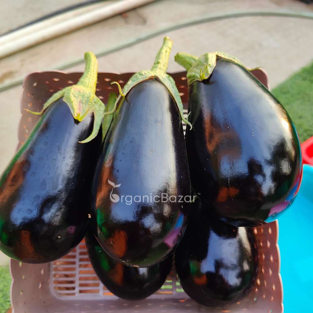 Black Beauty Brinjal Seeds - 50 Seeds (Black beauty Baingan/Eggplant/बैंगन के बीज) High Germination/ High Yield / Ideal for Terrace/Kitchen Gardening