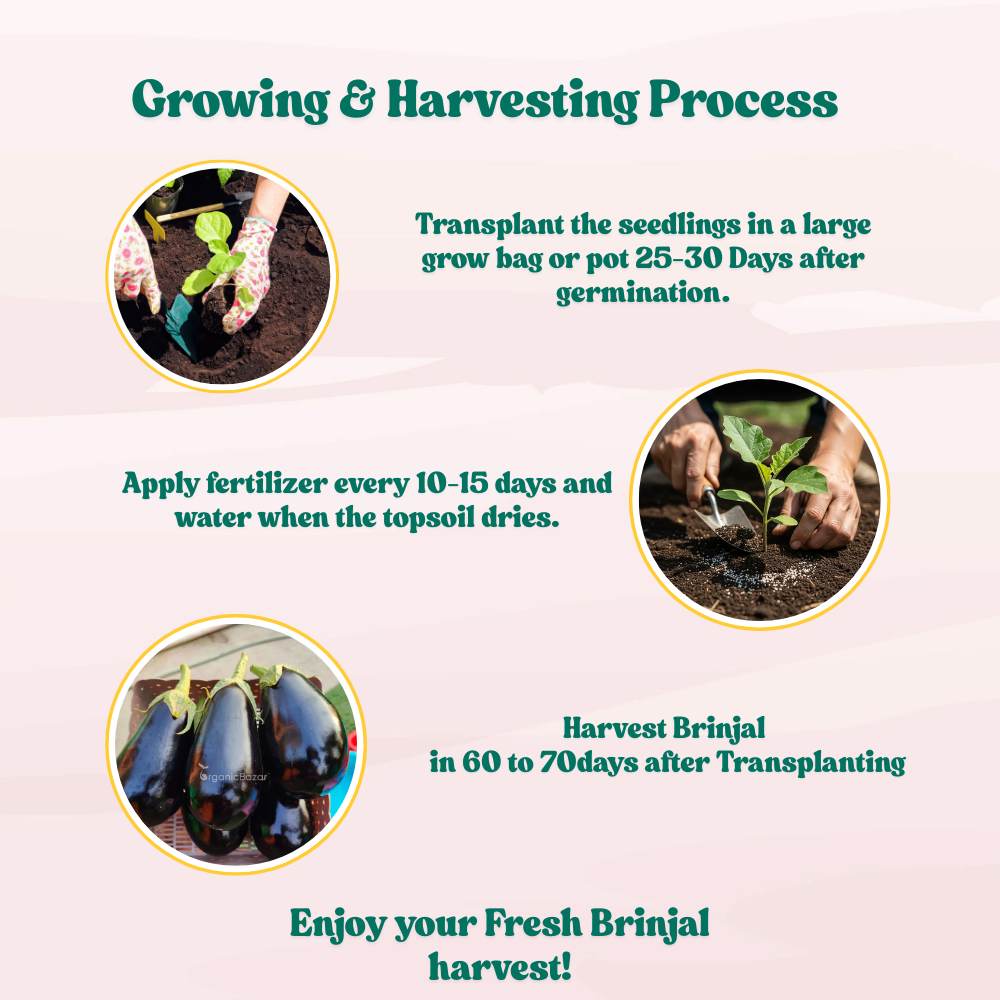 Black Beauty Brinjal Seeds - 50 Seeds (Black beauty Baingan/Eggplant/बैंगन के बीज) High Germination/ High Yield / Ideal for Terrace/Kitchen Gardening