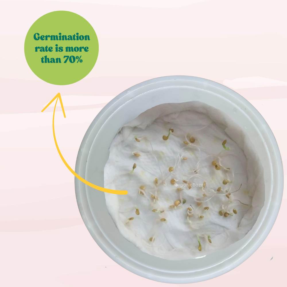 Black Beauty Brinjal Seeds - 50 Seeds (Black beauty Baingan/Eggplant/बैंगन के बीज) High Germination/ High Yield / Ideal for Terrace/Kitchen Gardening