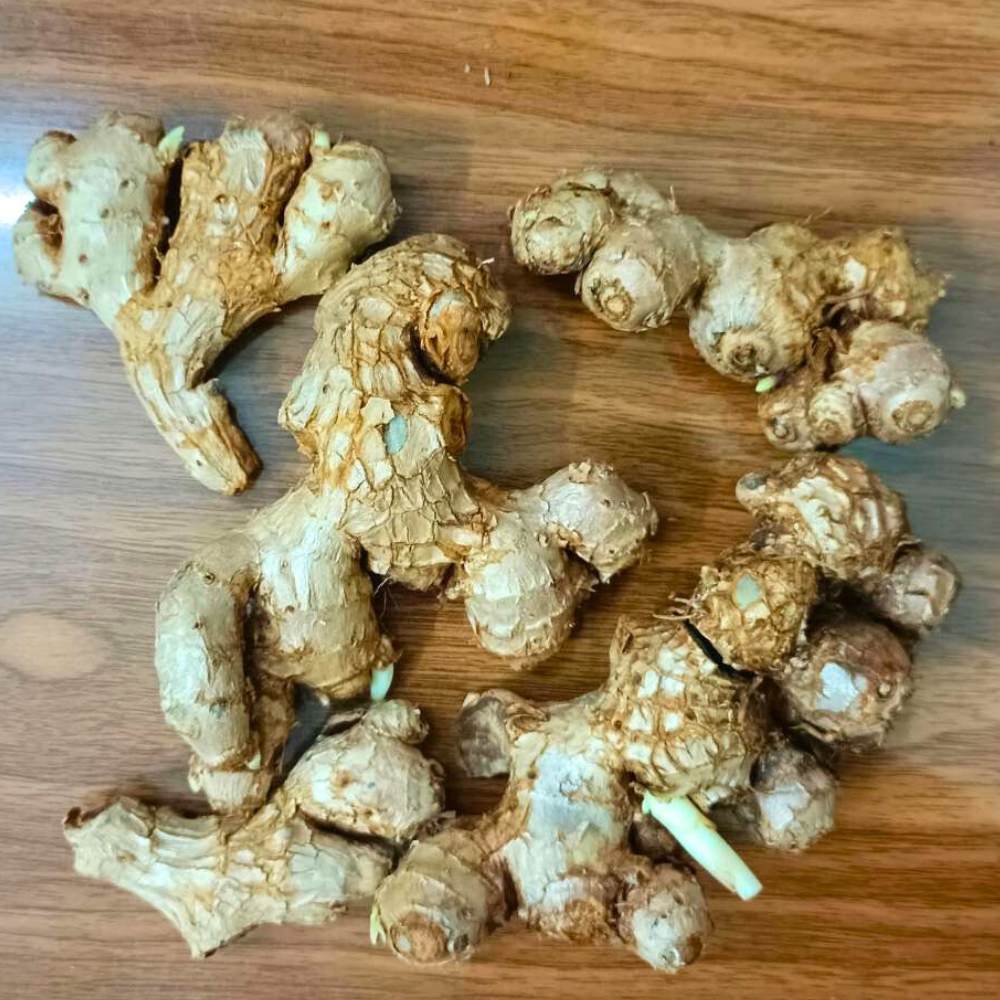 Black Ginger/Kaempferia parviflora Root/Seeds For Planting/Growing/Sowing