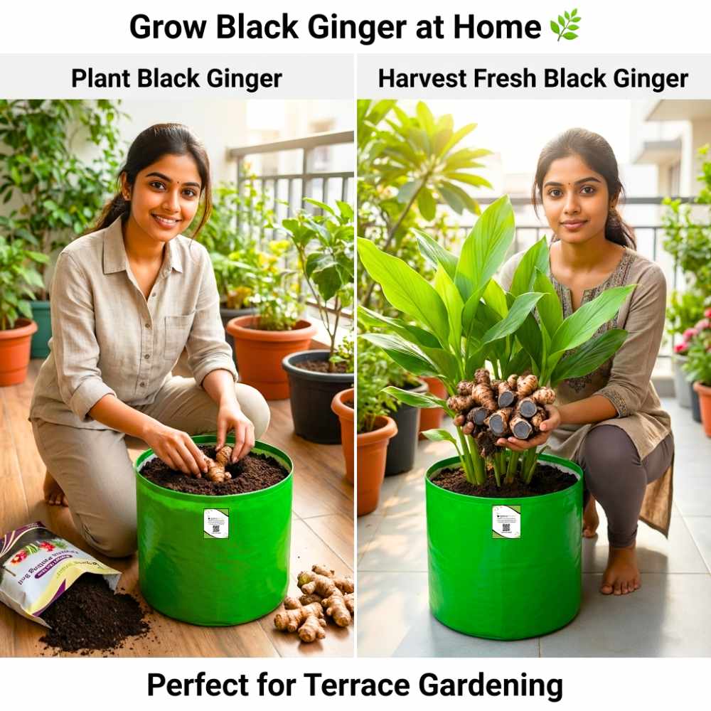 Black Ginger/Kaempferia parviflora Root/Seeds For Planting/Growing/Sowing (400g)