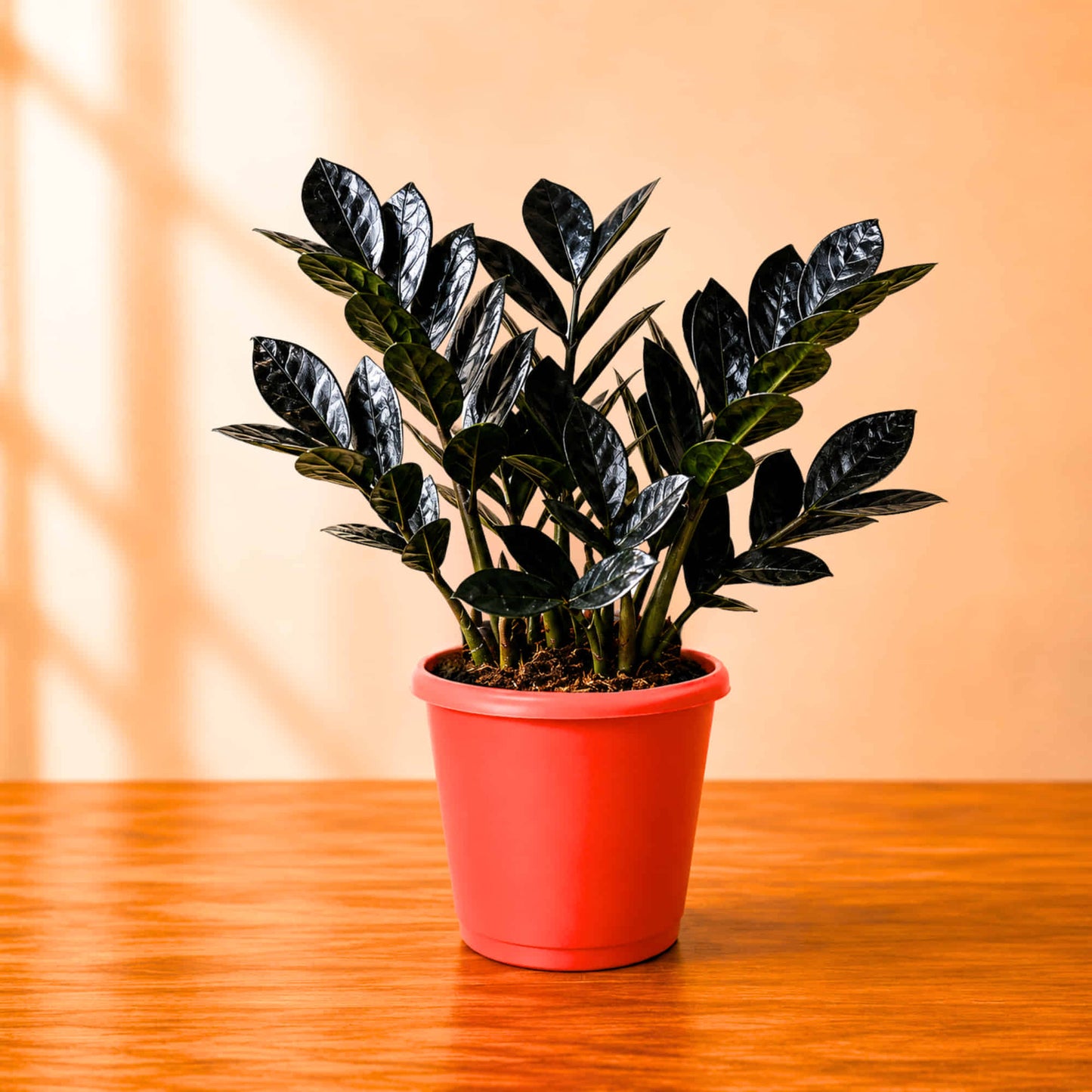 ZZ Plant Black Live Plant | Indoor Air Purifying Ornamental Plant | Ideal for Home & Office