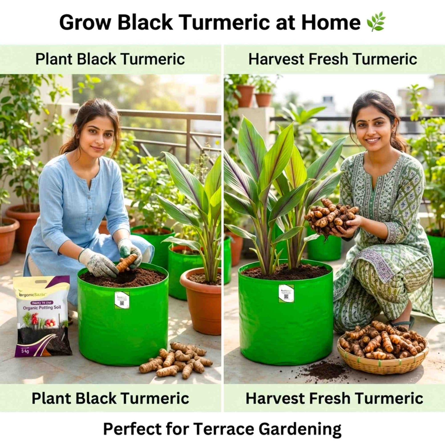Original Black Turmeric (Kali Haldi ke beej) For Planting (400g)