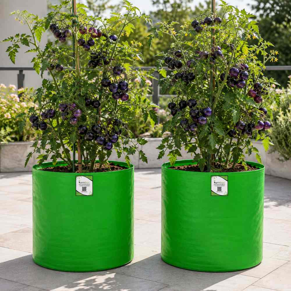 Blue Cherry Tomato Seeds - 30 Seeds (नीले चेरी टमाटर के बीज) High Germination/ Easy to Grow/ Ideal for Terrace/Kitchen Gardening