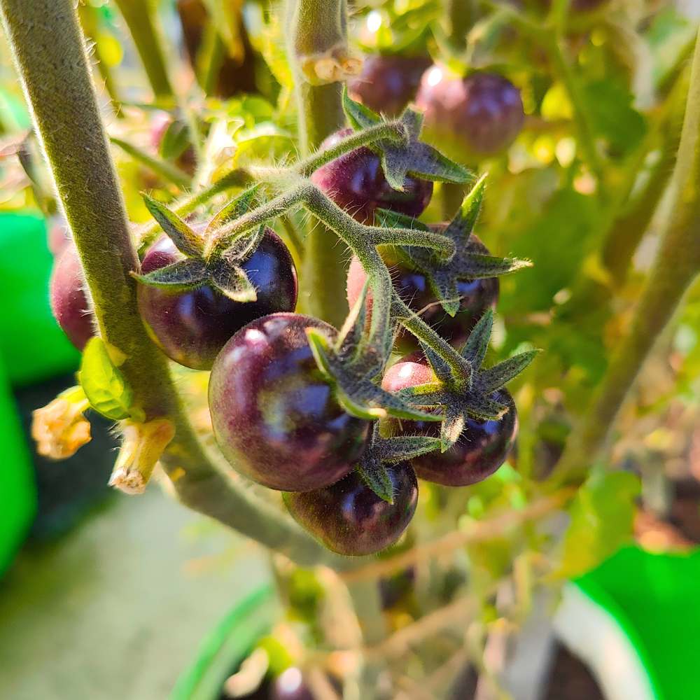 Blue Cherry Tomato Seeds - 30 Seeds (नीले चेरी टमाटर के बीज) High Germination/ Easy to Grow/ Ideal for Terrace/Kitchen Gardening