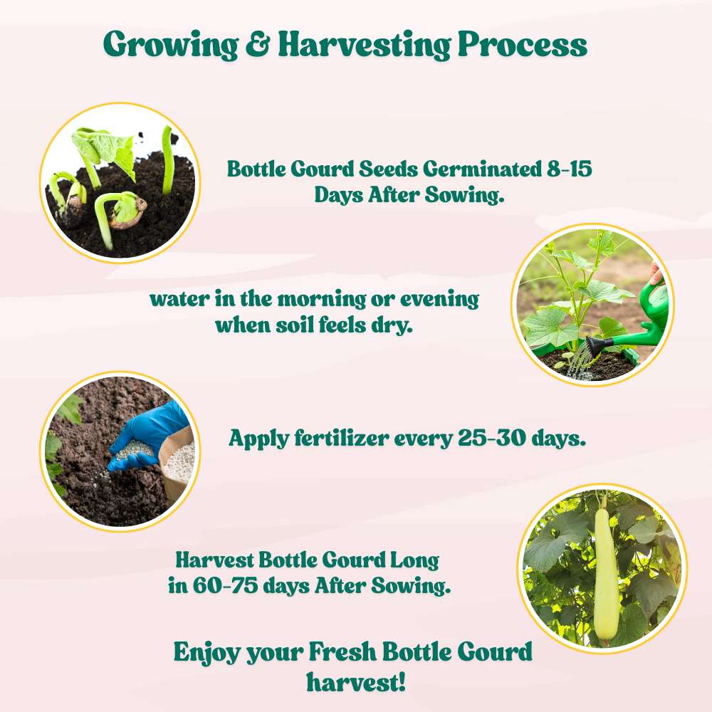 Bottle Gourd (Lauki / Ghiya) Long Seeds - 12 Seeds (लौकी के बीज) Easy To grow, High Germination, High Yield, Perfect Seeds for Terrace gardening