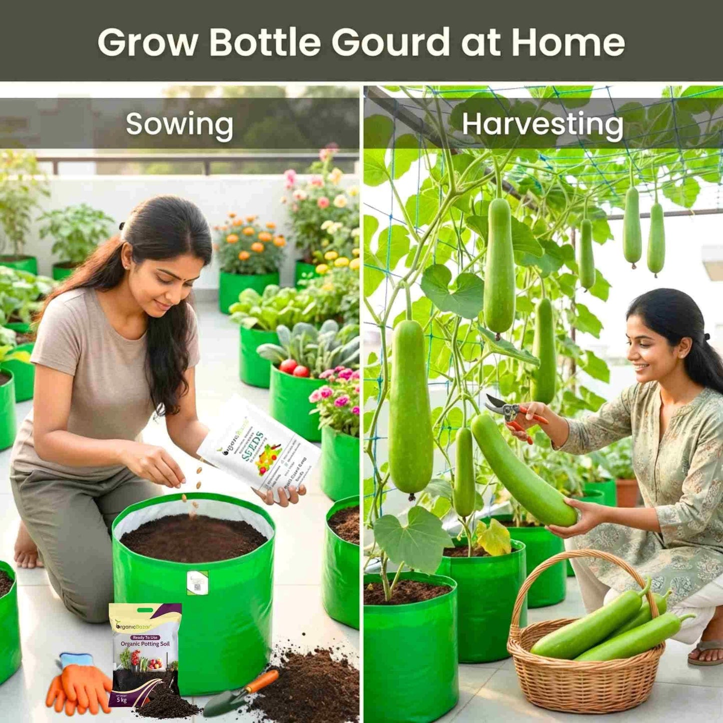 Bottle Gourd (Lauki / Ghiya) Long Seeds - 12 Seeds (लौकी के बीज) Easy To grow, High Germination, High Yield, Perfect Seeds for Terrace gardening