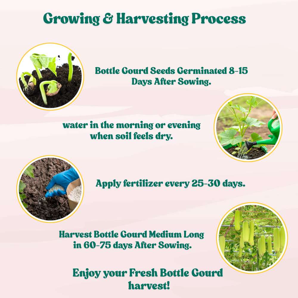 Bottle Gourd Medium Long Seeds - 12 Seeds (Lauki/ Ghiya/ लौकी के बीज) Easy To grow, High Germination, High Yield, Perfect Seeds for Terrace gardening