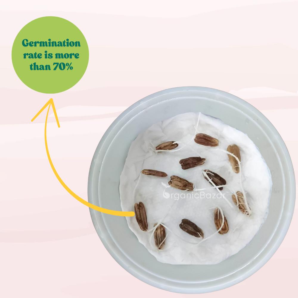 Bottle Gourd (Lauki / Ghiya) Oval Round Seeds - 12 Seeds (गोल लौकी के बीज) Easy To grow, High Germination, High Yield, Perfect Seeds for Terrace gardening