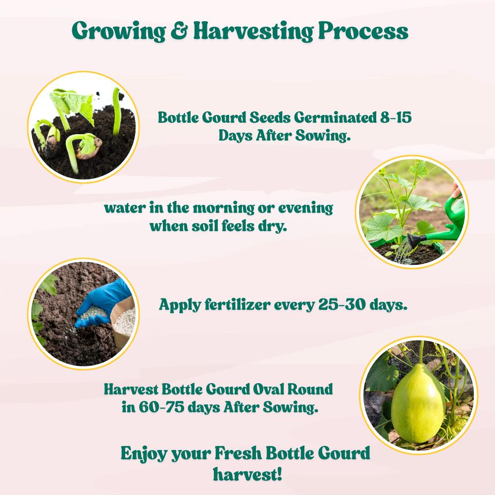 Bottle Gourd (Lauki / Ghiya) Oval Round Seeds - 12 Seeds (गोल लौकी के बीज) Easy To grow, High Germination, High Yield, Perfect Seeds for Terrace gardening