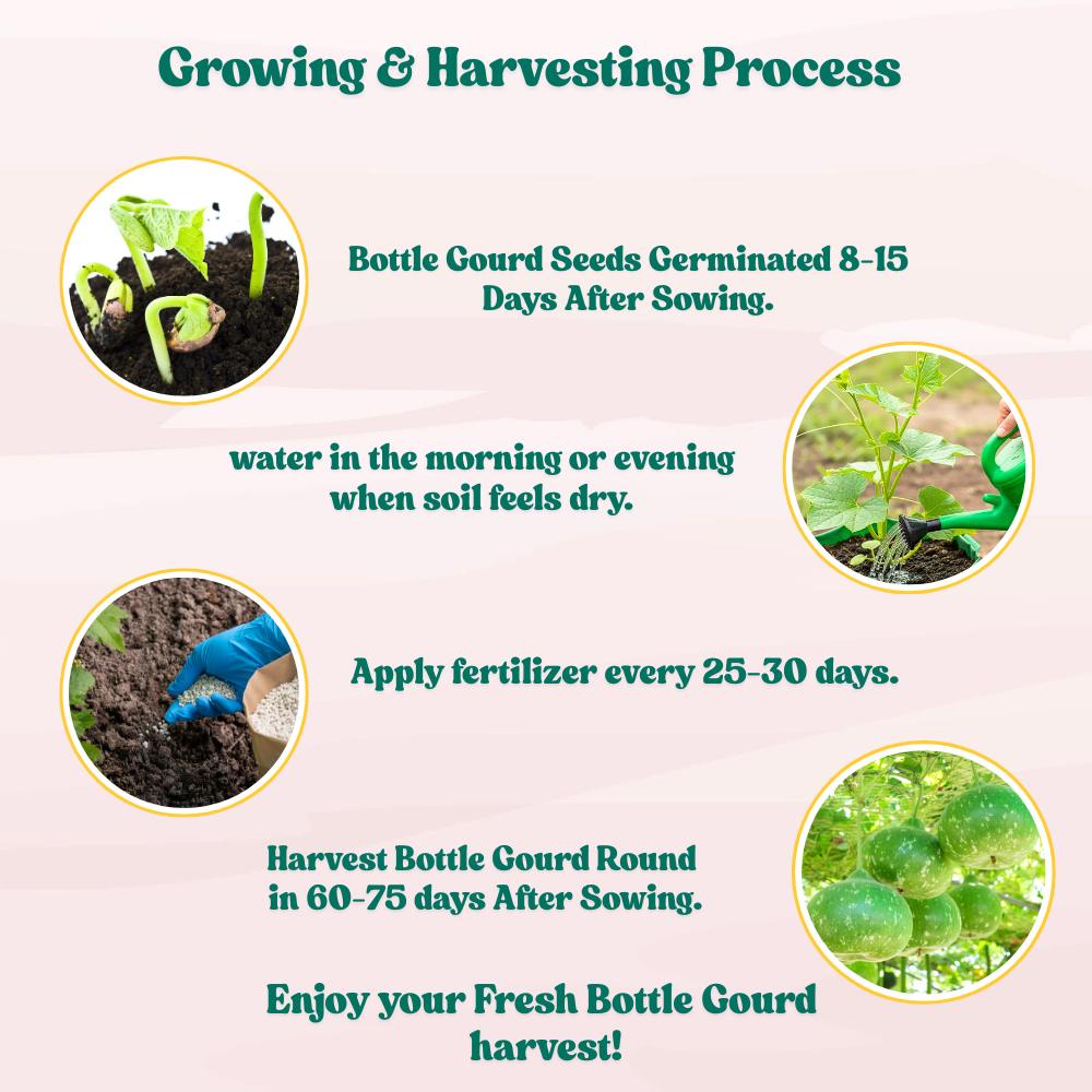 Bottle Gourd Round Dark Green With (Spots) F1 Hybrid Seeds - 08 Seeds (Gol Lauki/ Ghiya/ गोल लौकी के बीज) Easy To grow, High Germination, High Yield, Perfect Seeds for Terrace gardening