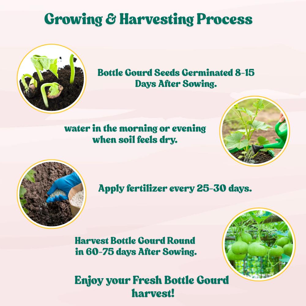 Bottle Gourd Round Seeds - 12 Seeds (गोल लौकी के बीज) Easy To grow, High Germination, High Yield, Perfect Seeds for Terrace gardening