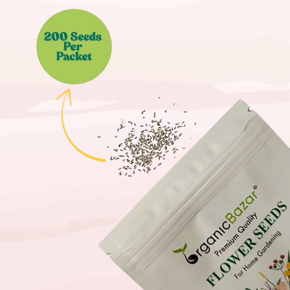 Brachycome Mix Flower Seeds (200 Seeds) High germination/Easy To grow/ Perfect for pots, balconies, or Terrace gardens