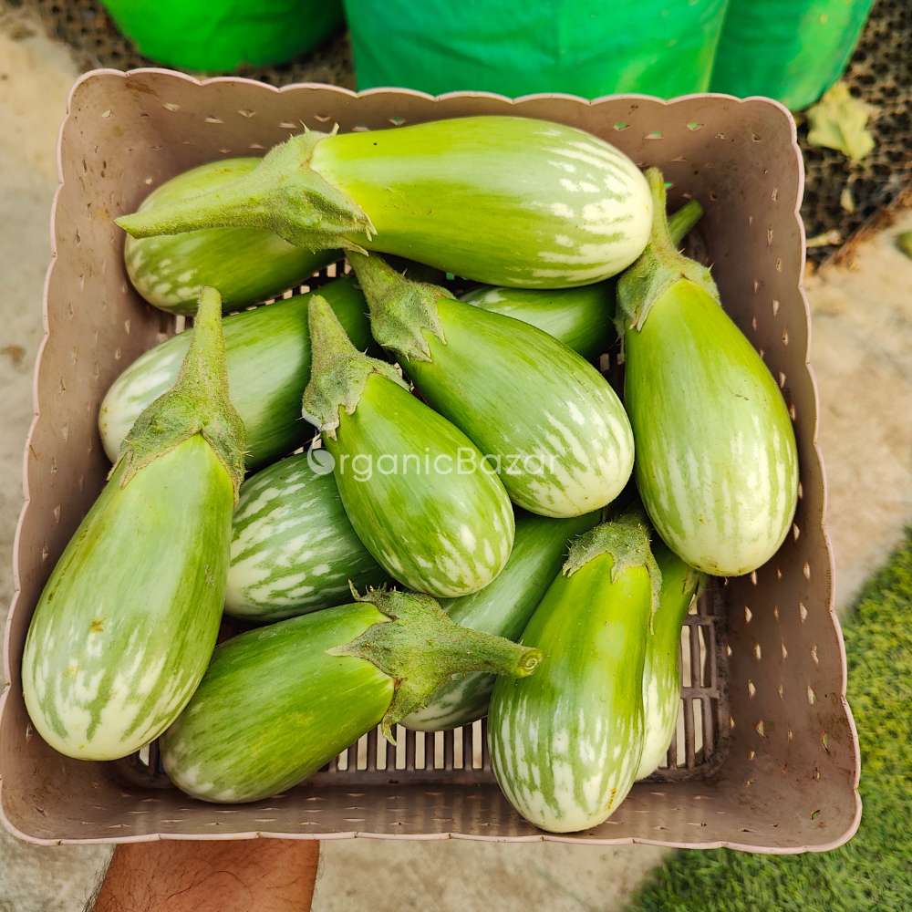 Brinjal Green Seeds - (50 Seeds) High Germination/ High Yield / Ideal for Terrace/Kitchen Gardening (Hara Baingan/eggplant/हरा बैंगन के बीज)
