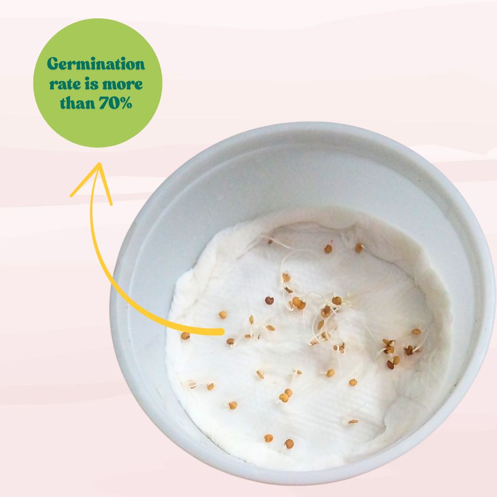 Brinjal Black Thin Long Seeds - (50 Seeds) High Germination/ High Yield / Ideal for Terrace/Kitchen Gardening (Baingan/eggplant/ बैंगन के बीज)