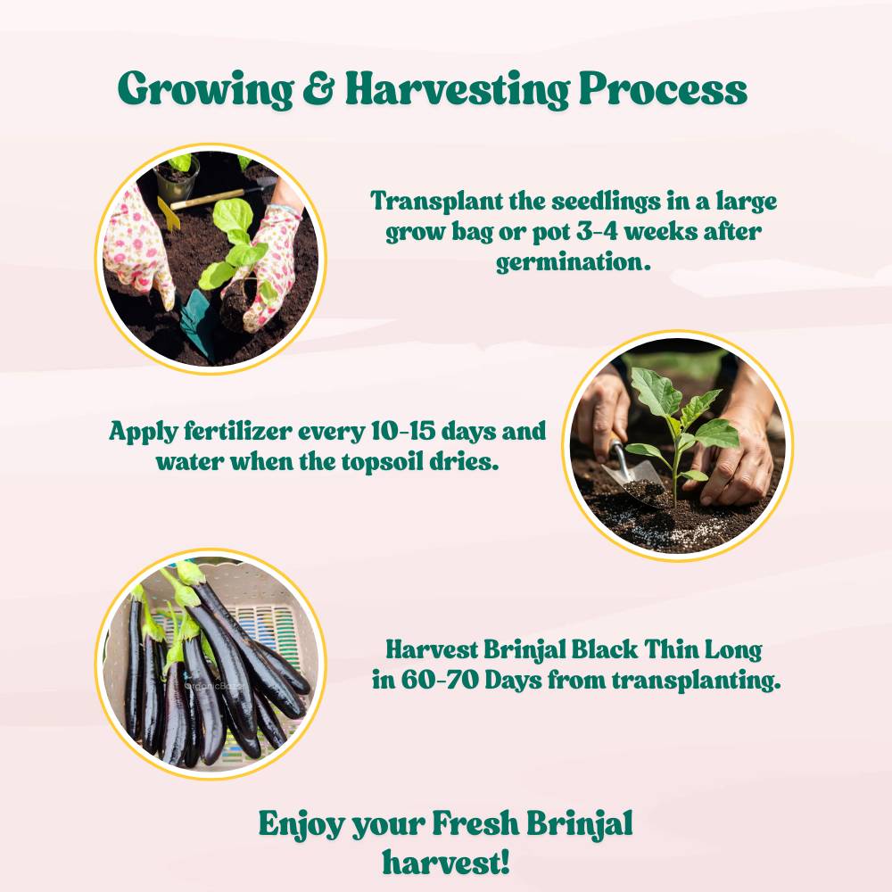 Brinjal Black Thin Long Seeds - (50 Seeds) High Germination/ High Yield / Ideal for Terrace/Kitchen Gardening (Baingan/eggplant/ बैंगन के बीज)
