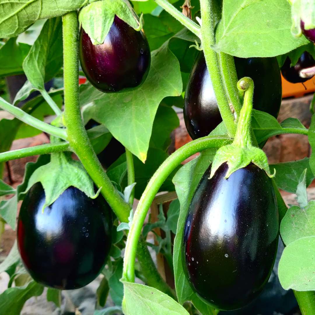 Black Beauty Brinjal Seeds - 50 Seeds (Black beauty Baingan/Eggplant/बैंगन के बीज) High Germination/ High Yield / Ideal for Terrace/Kitchen Gardening