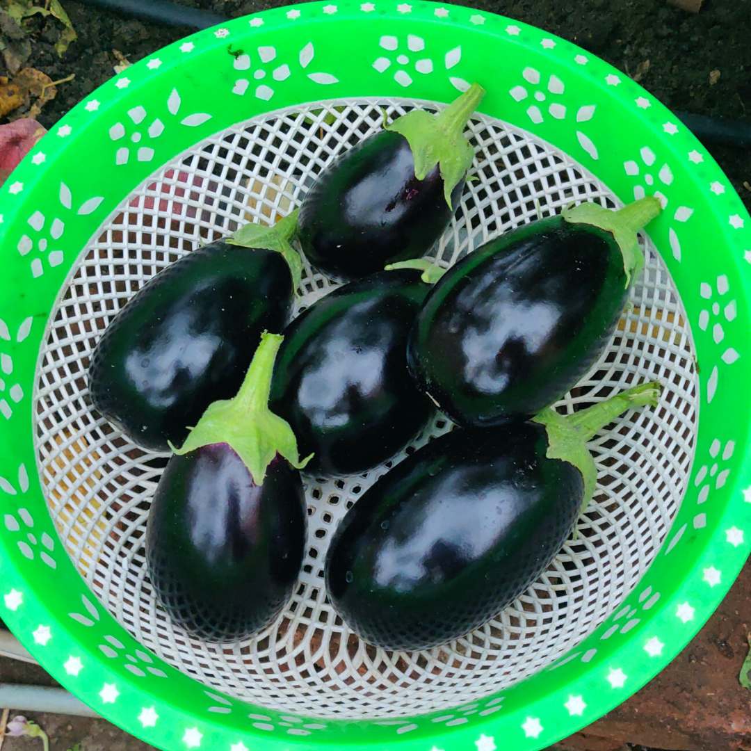 Black Beauty Brinjal Seeds - 50 Seeds (Black beauty Baingan/Eggplant/बैंगन के बीज) High Germination/ High Yield / Ideal for Terrace/Kitchen Gardening