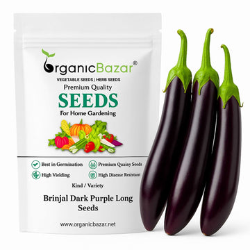 Brinjal Dark Purple Long Seeds - (50 Seeds) High Germination/ High Yield / Ideal for Terrace/Kitchen Gardening (Baingan/eggplant/ बैंगन के बीज)