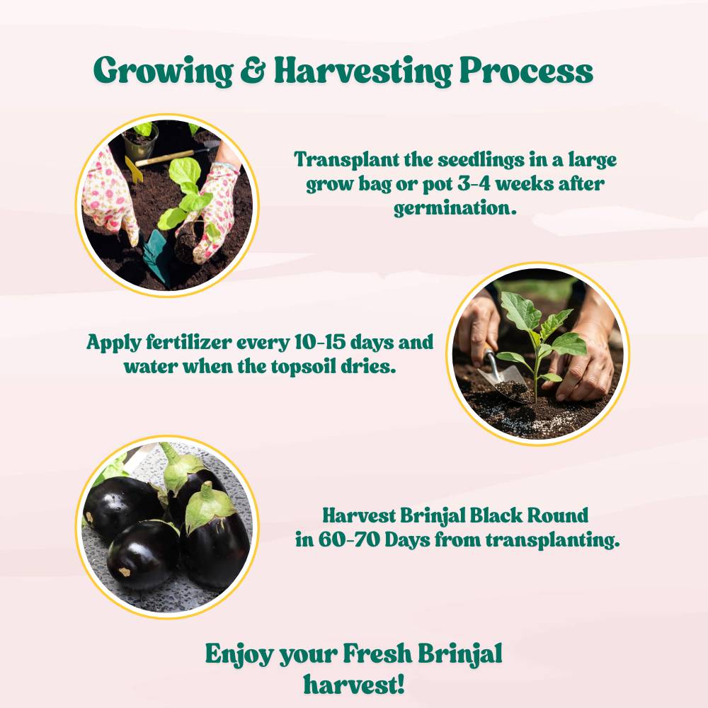 Brinjal Black Round Seeds - (50 Seeds) High Germination/ High Yield / Ideal for Terrace/Kitchen Gardening (Baingan/eggplant/ बैंगन के बीज)