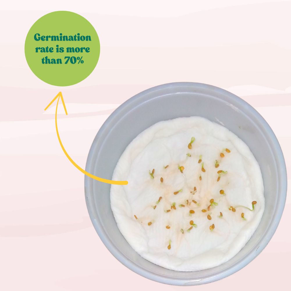 Brinjal Chu Chu Seeds - (50 Seeds) High Germination/ High Yield / Ideal for Terrace/Kitchen Gardening (Baingan/eggplant/ बैंगन के बीज)