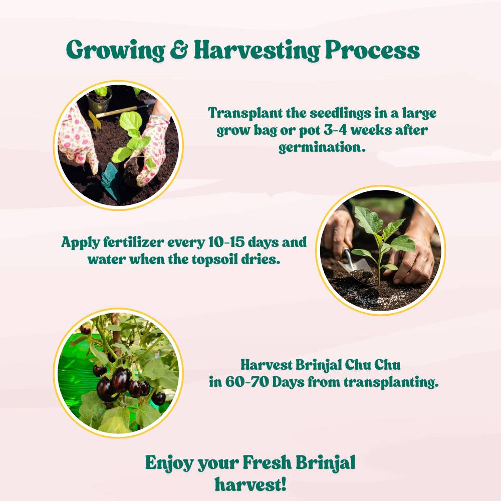 Brinjal Chu Chu Seeds - (50 Seeds) High Germination/ High Yield / Ideal for Terrace/Kitchen Gardening (Baingan/eggplant/ बैंगन के बीज)