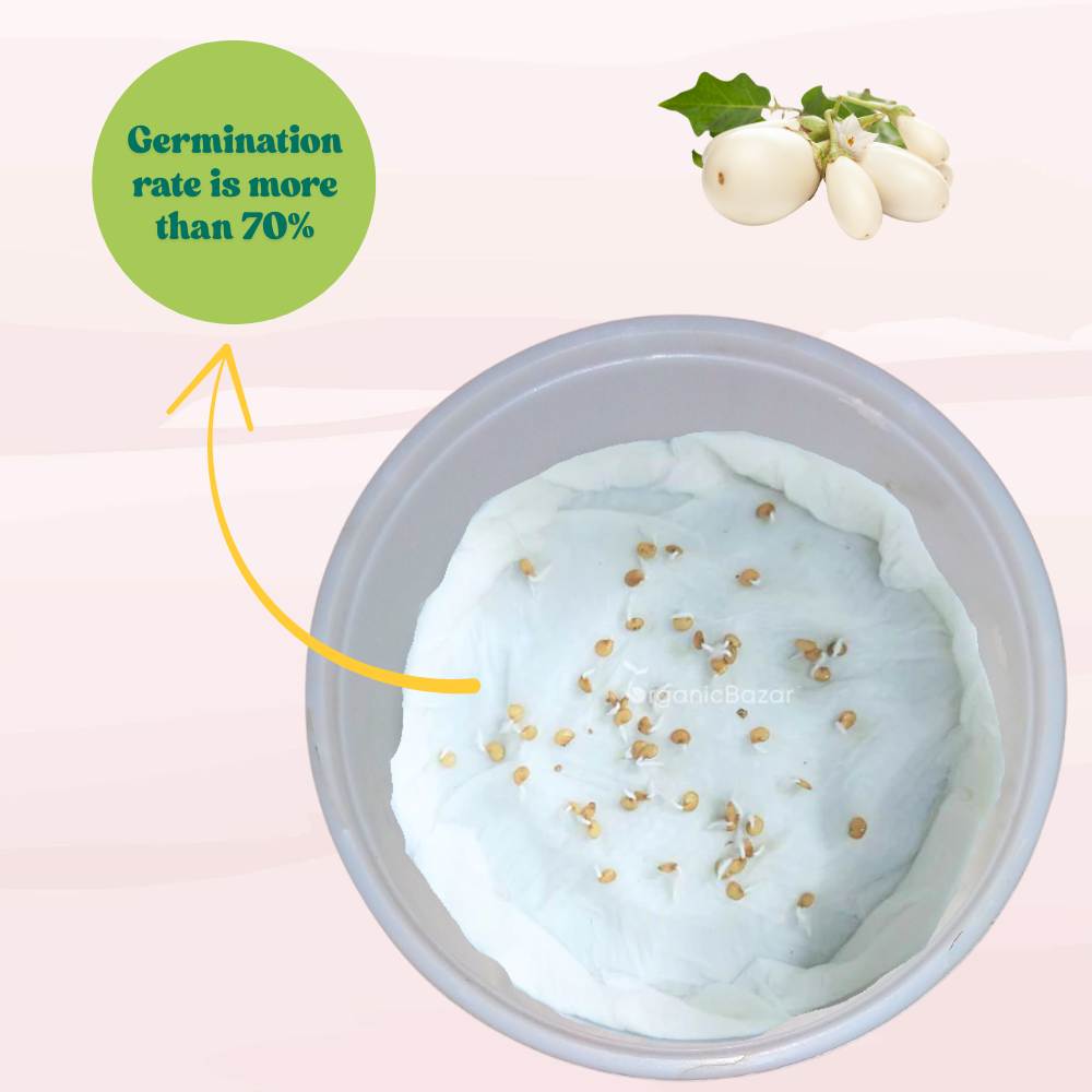 Brinjal White (Oblong Type) Seeds - (50 Seeds) High Germination/ High Yield / Ideal for Terrace/Kitchen Gardening (Baingan/eggplant/ बैंगन के बीज)