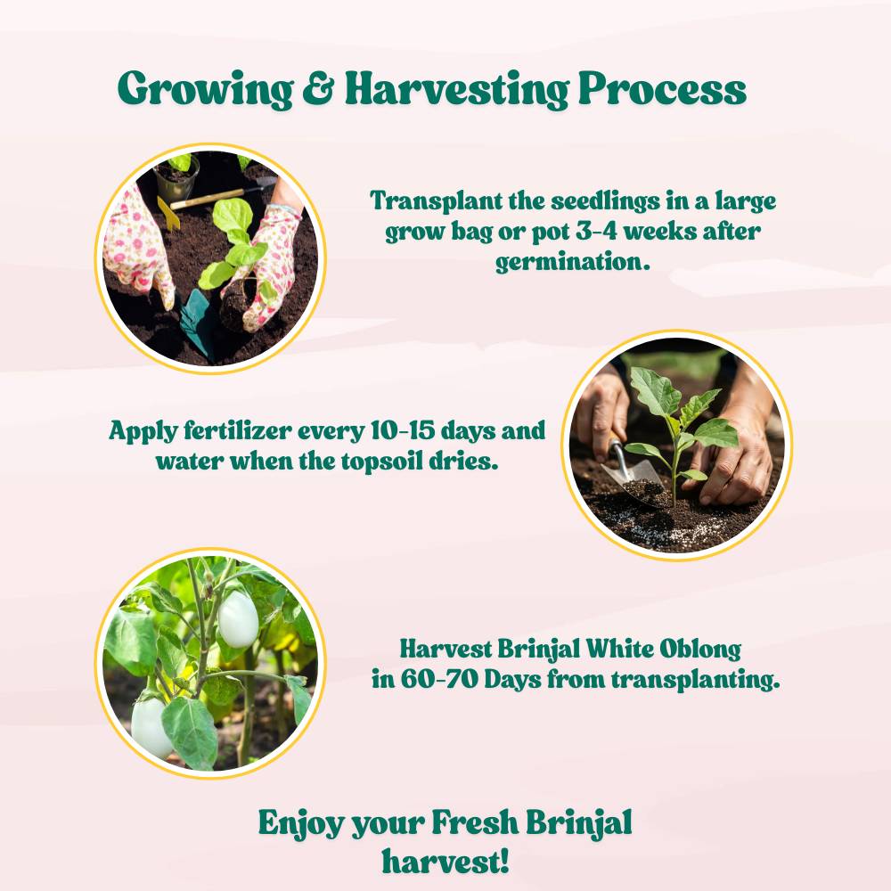 Brinjal White (Oblong Type) Seeds - (50 Seeds) High Germination/ High Yield / Ideal for Terrace/Kitchen Gardening (Baingan/eggplant/ बैंगन के बीज)