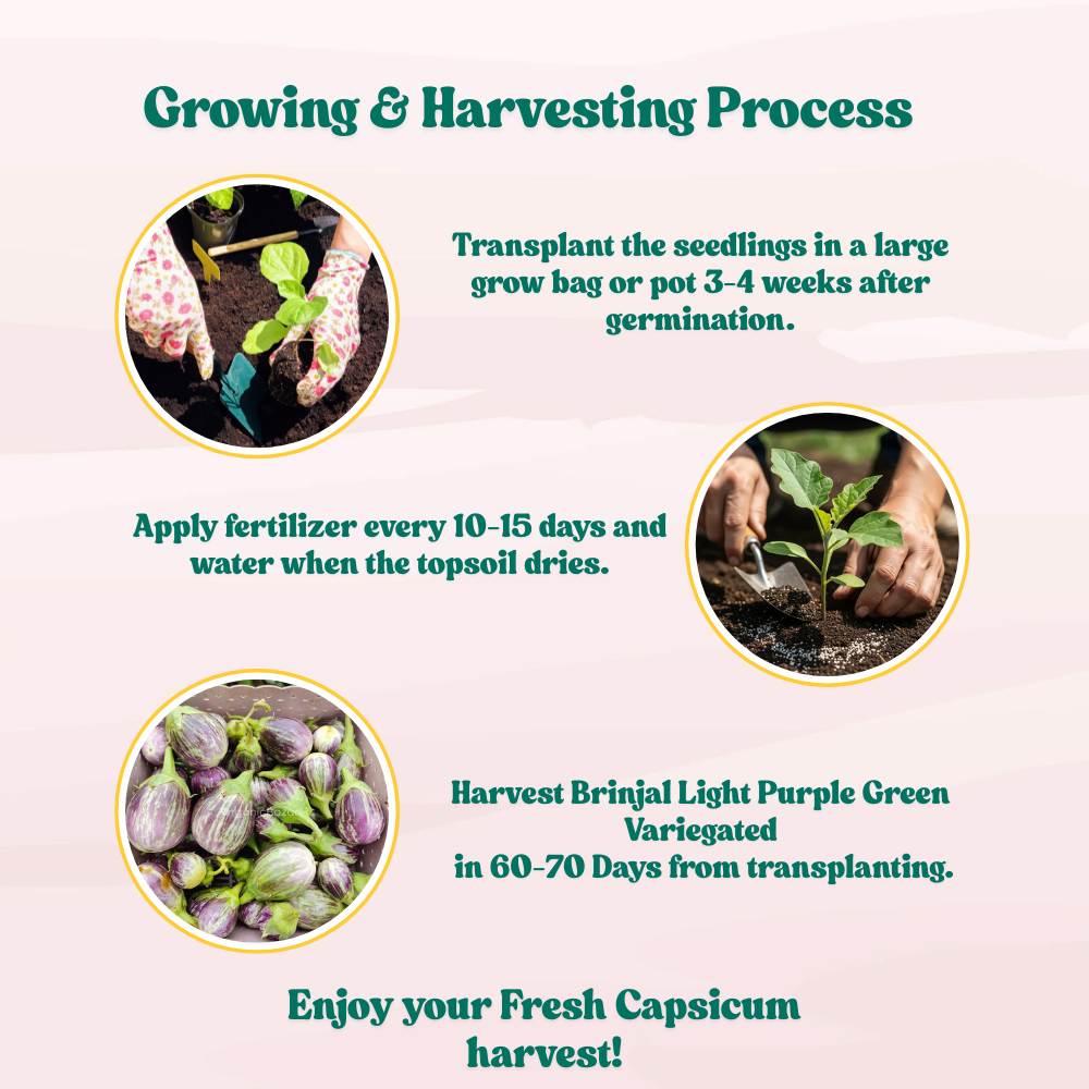 Brinjal Light Purple Green Variegated Seeds - (50 Seeds) High Germination/ High Yield / Ideal for Terrace/Kitchen Gardening (Baingan/eggplant/ बैंगन के बीज)