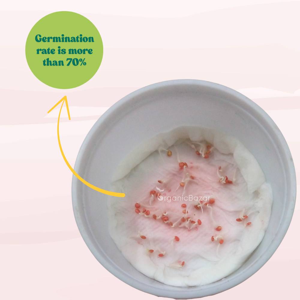 Brinjal Oval Dark Purple Seeds - (50 Seeds) High Germination/ High Yield / Ideal for Terrace/Kitchen Gardening (Bainganee Baingan/Eggplant/बैंगनी बैंगन के बीज)