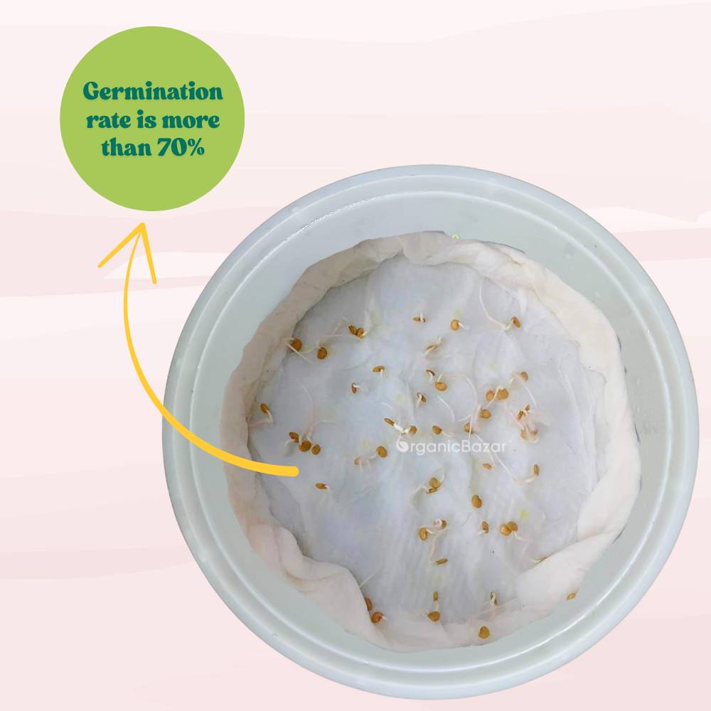 Brinjal Oval Green Round Seeds - (50 Seeds) High Germination/ High Yield / Ideal for Terrace/Kitchen Gardening (Baingan/Eggplant/बैंगन के बीज)