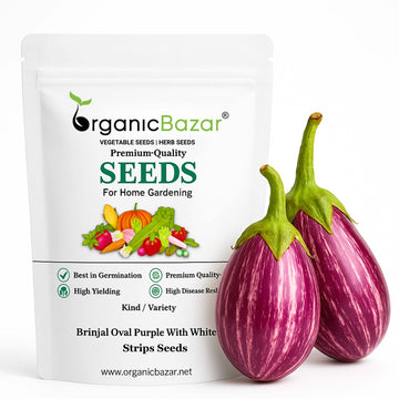 Brinjal Oval Purple With White Strips Seeds - 50 Seeds) High Germination/ High Yield / Ideal for Terrace/Kitchen Gardening (Baingan/Eggplant/बैंगन के बीज)