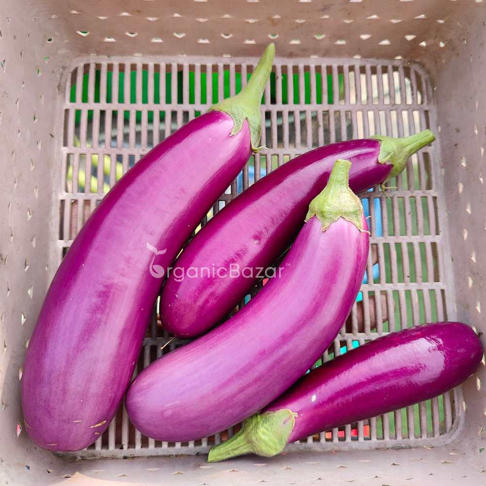 Brinjal Pink Medium Long F1 Hybrid Seeds - (50 Seeds) High Germination/ High Yield / Ideal for Terrace/Kitchen Gardening (Pink Baingan/Eggplant/गुलाबी बैंगन के बीज)