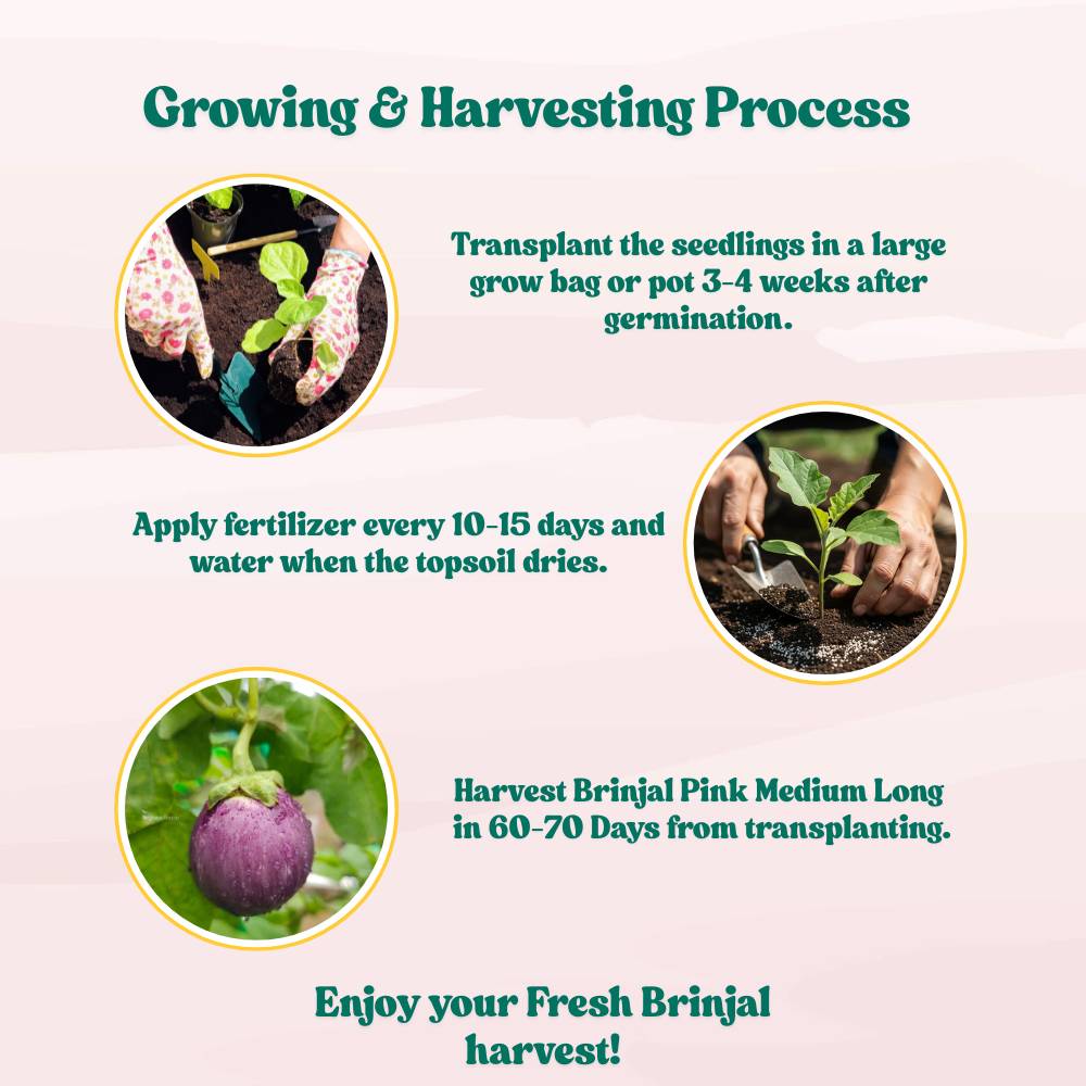 Brinjal Pink Round F1 Hybrid Seeds - (50 Seeds) High Germination/ High Yield / Ideal for Terrace/Kitchen Gardening (Pink Baingan/Eggplant/गुलाबी बैंगन के बीज)